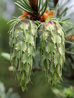 some very pretty pine cones hanging from a tree