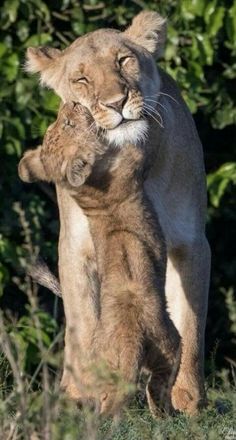 a large lion standing on its hind legs in front of some bushes and trees with it's face touching the back end of another animal