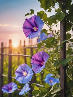 purple flowers growing on the side of a fence