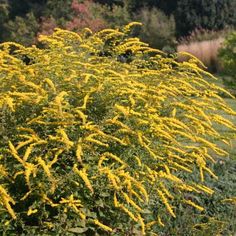 a bush with yellow flowers in the foreground and green grass on the other side