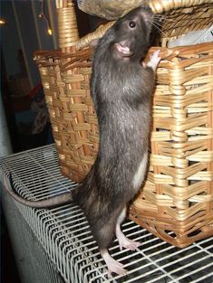 a rat standing on top of a basket next to a bird perched on it's back