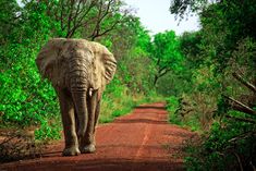 an elephant walking down a dirt road surrounded by trees and bushes on either side of it