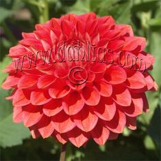 a large red flower with green leaves in the background