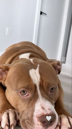 a brown and white pitbull laying on the floor with his head resting on its paws