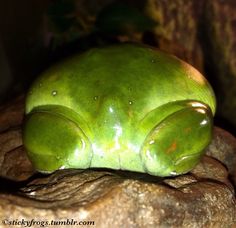 a green frog sitting on top of a rock