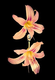 two pink and yellow flowers on a black background with space for your text or image