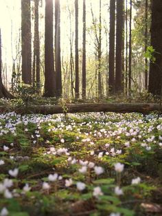 a forest filled with lots of white flowers next to a fallen tree trunk in the middle of a forest