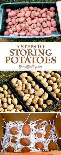 several pictures of different types of potatoes in boxes and on the ground with text overlay that reads 5 steps to storing potatoes