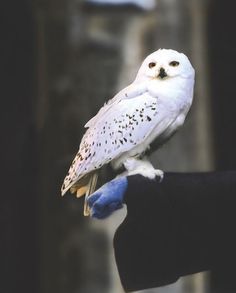 a white owl perched on top of someone's hand with blue gloved hands