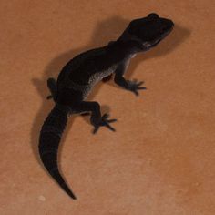 a black lizard sitting on top of a brown floor