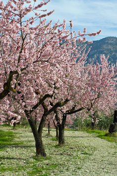 the trees are blooming in the field with mountains in the backgrounnd