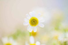 a white and yellow flower is in the foreground