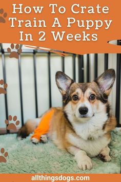 how to crate train a puppy in 2 weeks Crate Training Puppy Schedule, Dog Tricks Easy, Puppy Schedule, Crate Train, Training A Puppy, Train A Puppy, Puppy Training Schedule, Puppy Crate