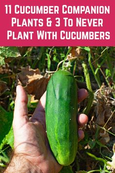 someone holding a cucumber in their hand with the text 11 cucumber companion plants & 3 to never plant with cumbers