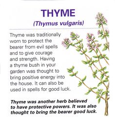 an image of thymus vigileris with description in english and german language