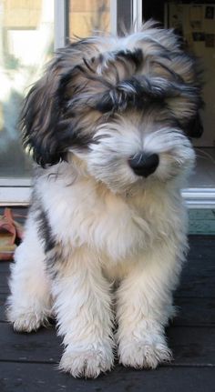 a small black and white dog sitting on top of a wooden floor next to a door