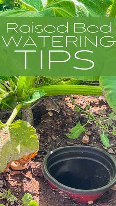 an image of raised bed watering tips in the garden with text overlay that reads raised bed watering tips