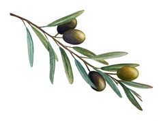 an olive branch with leaves and fruit on it