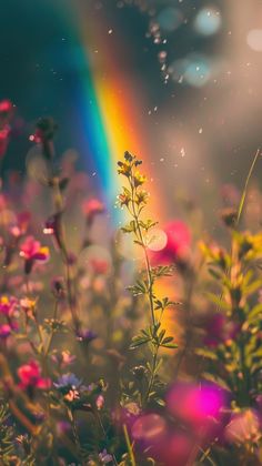 a rainbow shines brightly in the sky above some flowers