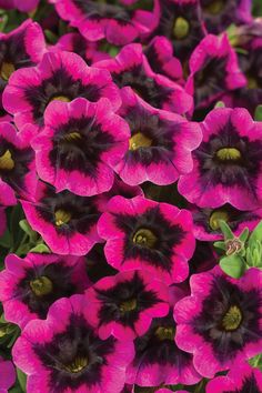 pink and black petunias blooming together in the garden, close up view