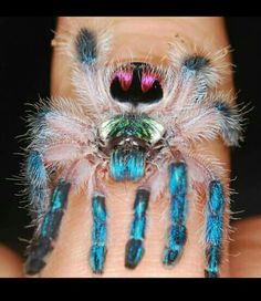 a close up of a person's hand with a blue and pink spider on it