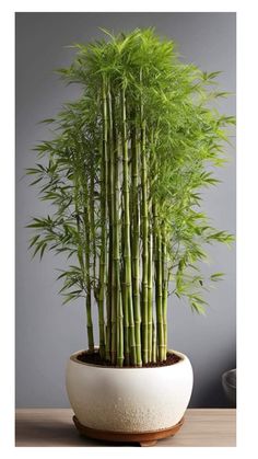 a potted bamboo plant sitting on top of a wooden table