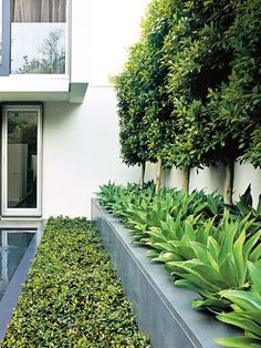 a modern house with trees and plants in the front yard, as well as an outdoor swimming pool