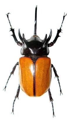 a close up of a beetle on a white background