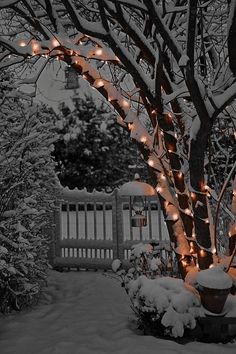 a tree covered in snow next to a white fence with lights hanging from it's branches