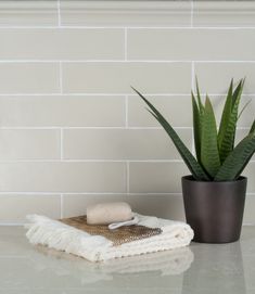 a potted plant sitting on top of a counter next to a towel