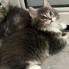 a cat laying on its back in front of a door looking up at the camera