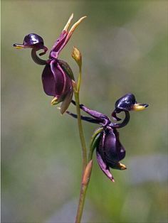 two purple flowers with long stems in the foreground