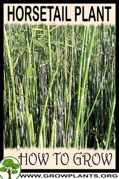 an image of how to grow horsetail plants in the garden with text overlay