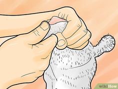 a cat is being fed by someone's hand while they are petting it