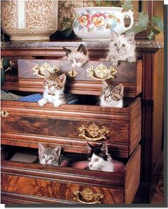 several kittens sitting on top of an old dresser