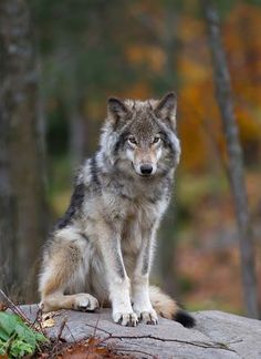 a black and white photo of a wolf sitting on a rock with trees in the background