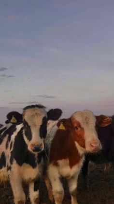 three cows are standing in the grass with their ears turned to look at the camera