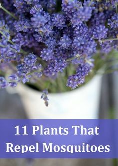 purple flowers in a white vase with the words 11 plants that repel mosquitoes