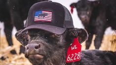 a small black cow wearing a hat with an american flag on it's back