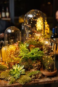 an assortment of glass domes filled with plants and lights