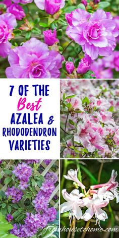 the best azalea and rhododendron varieties