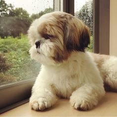 a small white and brown dog sitting next to a window