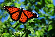 a large orange butterfly sitting on top of a leafy plant