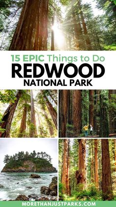 the redwood national park with text overlay that reads 15 epic things to do