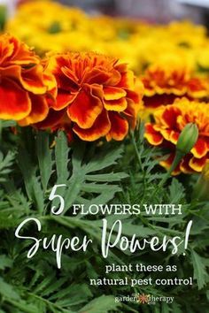 orange and yellow flowers with the words 5 flowers with super powers plant these as natural pest control