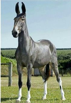 a gray horse standing on top of a lush green field