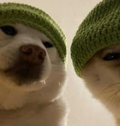 two white dogs wearing green knitted hats and looking at the camera while standing next to each other