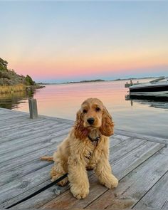 a cocker spaniel sitting on top of a wooden dock next to the water