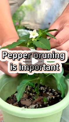 a person holding a potted plant with the words pepper pruning is important