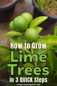 lime trees with the title how to grow lime trees in 3 quick steps